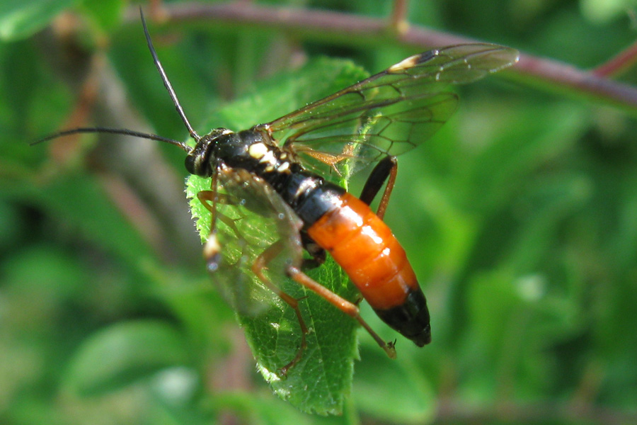 Tenthredinidae ... ma quale?